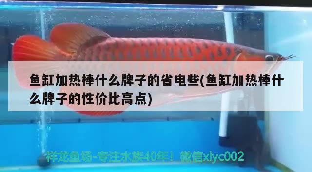 魚缸加熱棒什么牌子的省電些(魚缸加熱棒什么牌子的性價比高點) 青龍魚