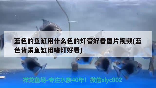 藍(lán)色的魚缸用什么色的燈管好看圖片視頻(藍(lán)色背景魚缸用啥燈好看) 大湖紅龍魚