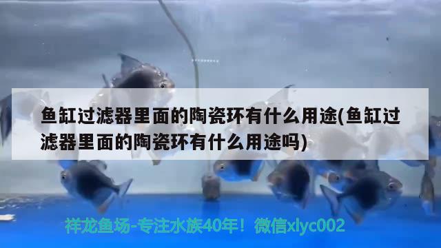 魚缸過濾器里面的陶瓷環(huán)有什么用途(魚缸過濾器里面的陶瓷環(huán)有什么用途嗎)