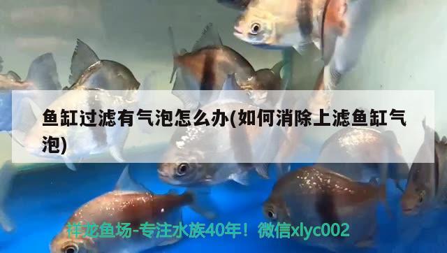 魚缸過濾有氣泡怎么辦(如何消除上濾魚缸氣泡)