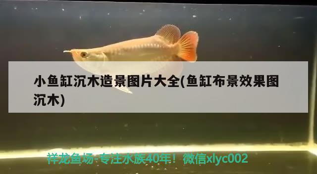 小魚缸沉木造景圖片大全(魚缸布景效果圖沉木)