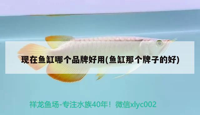 現(xiàn)在魚缸哪個品牌好用(魚缸那個牌子的好)