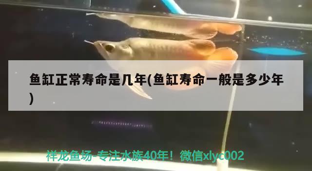 魚缸正常壽命是幾年(魚缸壽命一般是多少年) 喂食器