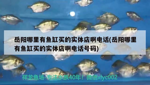 岳陽哪里有魚缸買的實體店啊電話(岳陽哪里有魚缸買的實體店啊電話號碼)