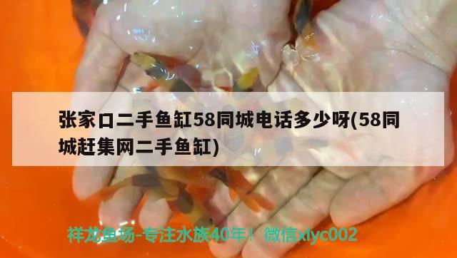 張家口二手魚缸58同城電話多少呀(58同城趕集網(wǎng)二手魚缸)