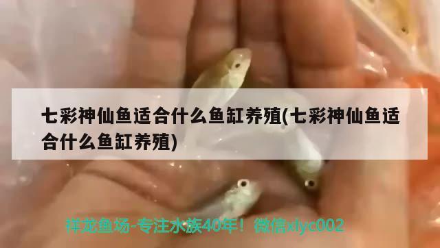 七彩神仙魚適合什么魚缸養(yǎng)殖(七彩神仙魚適合什么魚缸養(yǎng)殖) 七彩神仙魚