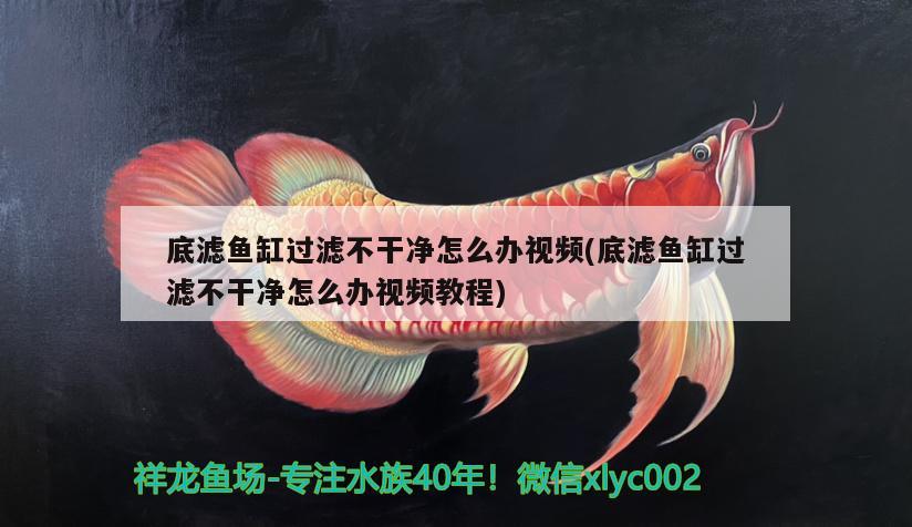 底濾魚缸過濾不干凈怎么辦視頻(底濾魚缸過濾不干凈怎么辦視頻教程) 祥龍魚場(chǎng)