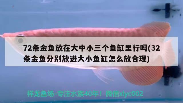 72條金魚放在大中小三個魚缸里行嗎(32條金魚分別放進大小魚缸怎么放合理)