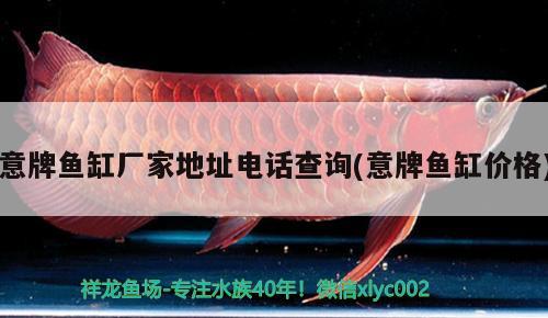 意牌魚(yú)缸廠家地址電話(huà)查詢(xún)(意牌魚(yú)缸價(jià)格) 黃金斑馬魚(yú) 第2張