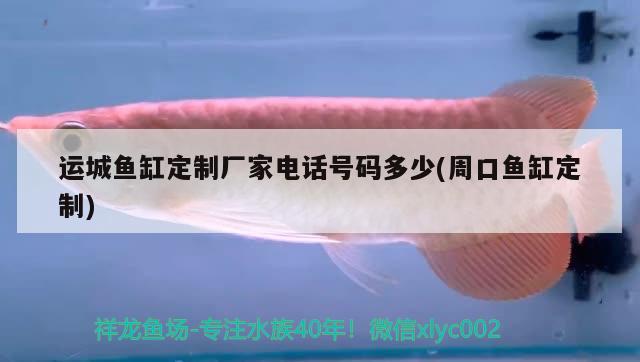 運(yùn)城魚(yú)缸定制廠家電話號(hào)碼多少(周口魚(yú)缸定制) 豬鼻龜