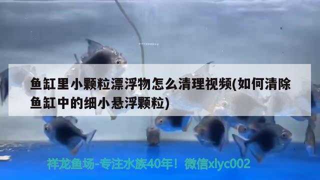 魚缸里小顆粒漂浮物怎么清理視頻(如何清除魚缸中的細小懸浮顆粒) 斑馬鴨嘴魚