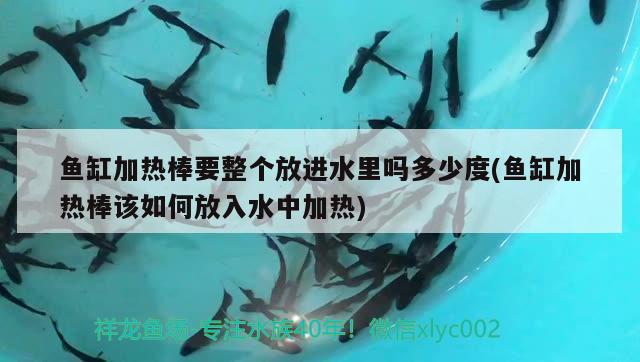 魚缸加熱棒要整個放進(jìn)水里嗎多少度(魚缸加熱棒該如何放入水中加熱) 馬拉莫寶石魚