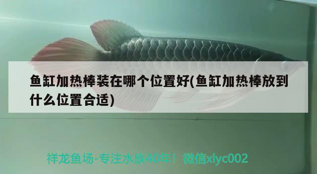 魚缸加熱棒裝在哪個位置好(魚缸加熱棒放到什么位置合適) 祥龍水族濾材/器材