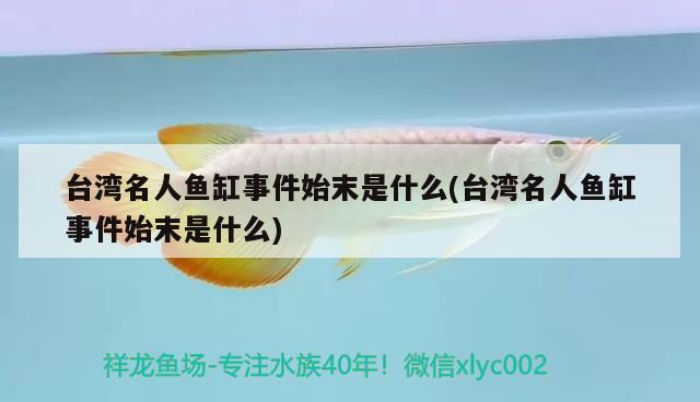 臺灣名人魚缸事件始末是什么(臺灣名人魚缸事件始末是什么) 泰國虎魚（泰虎）