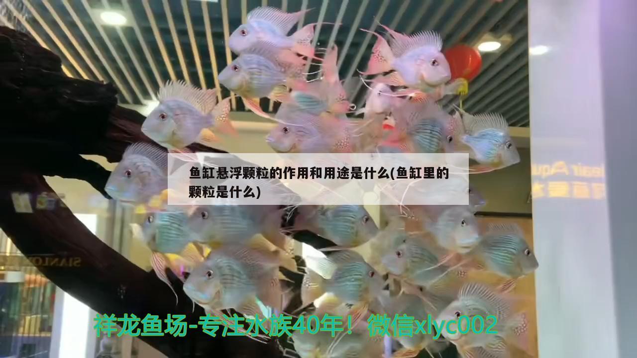 魚缸懸浮顆粒的作用和用途是什么(魚缸里的顆粒是什么)