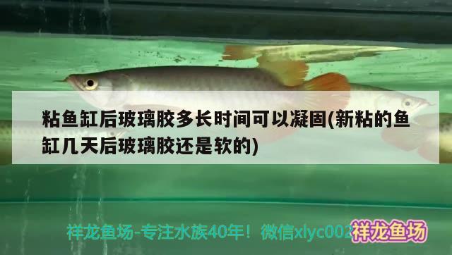 粘魚缸后玻璃膠多長時間可以凝固(新粘的魚缸幾天后玻璃膠還是軟的)