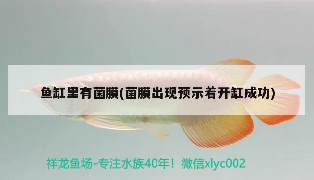 魚缸里有菌膜(菌膜出現(xiàn)預示著開缸成功) 南美異形觀賞魚