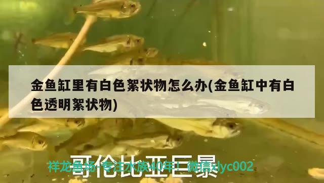 金魚(yú)缸里有白色絮狀物怎么辦(金魚(yú)缸中有白色透明絮狀物) 黃金貓魚(yú)百科