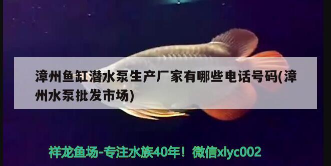 漳州魚缸潛水泵生產(chǎn)廠家有哪些電話號碼(漳州水泵批發(fā)市場)