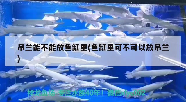 吊蘭能不能放魚缸里(魚缸里可不可以放吊蘭) 黃金眼鏡蛇雷龍魚