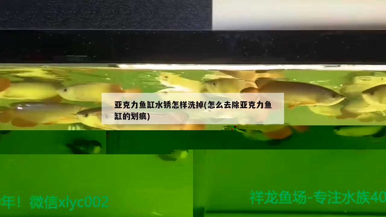 魚缸壁上有菌膜怎么去除(魚缸壁菌膜怎么處理) 泰國虎魚（泰虎）