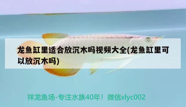 龍魚缸里適合放沉木嗎視頻大全(龍魚缸里可以放沉木嗎)