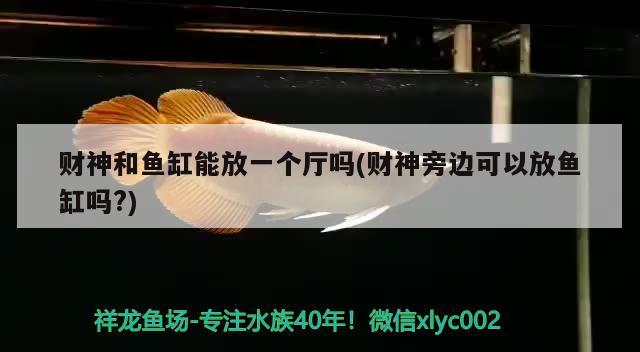 財神和魚缸能放一個廳嗎(財神旁邊可以放魚缸嗎?) 白子黃化銀龍魚