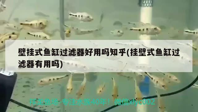 壁掛式魚缸過濾器好用嗎知乎(掛壁式魚缸過濾器有用嗎)