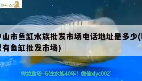 中山市魚缸水族批發(fā)市場電話地址是多少(哪里有魚缸批發(fā)市場) 觀賞魚水族批發(fā)市場