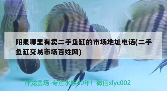 陽泉哪里有賣二手魚缸的市場地址電話(二手魚缸交易市場百姓網(wǎng)) 雙線側(cè)魚