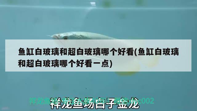 魚缸白玻璃和超白玻璃哪個好看(魚缸白玻璃和超白玻璃哪個好看一點(diǎn))