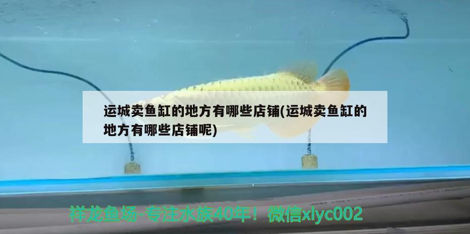 運城賣魚缸的地方有哪些店鋪(運城賣魚缸的地方有哪些店鋪呢) 巨骨舌魚 第2張