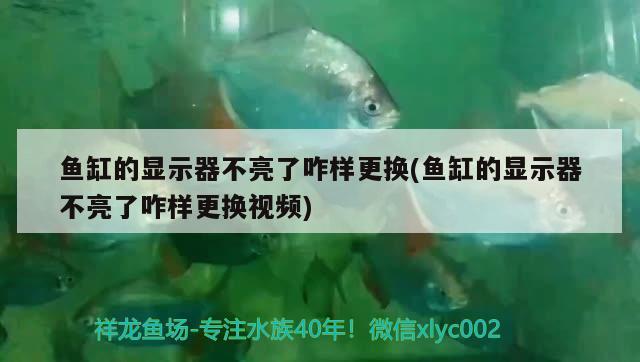 魚(yú)缸的顯示器不亮了咋樣更換(魚(yú)缸的顯示器不亮了咋樣更換視頻)