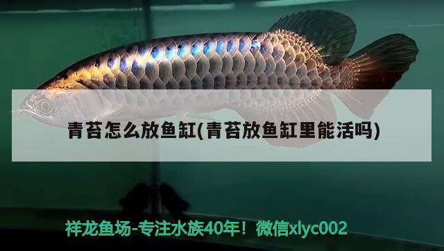 青苔怎么放魚缸(青苔放魚缸里能活嗎)