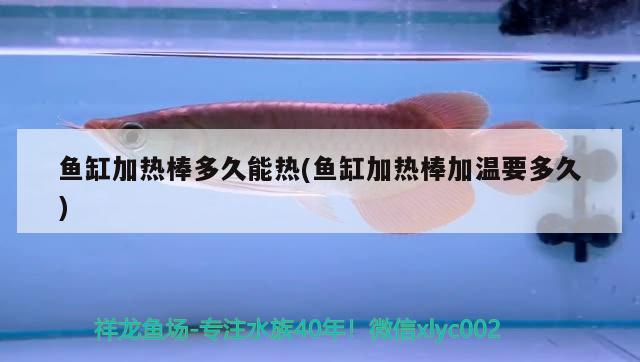 魚缸加熱棒多久能熱(魚缸加熱棒加溫要多久) 狗仔招財貓魚