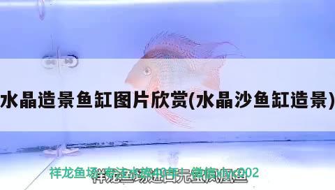 水晶造景魚缸圖片欣賞(水晶沙魚缸造景) 委內(nèi)瑞拉奧里諾三間魚苗