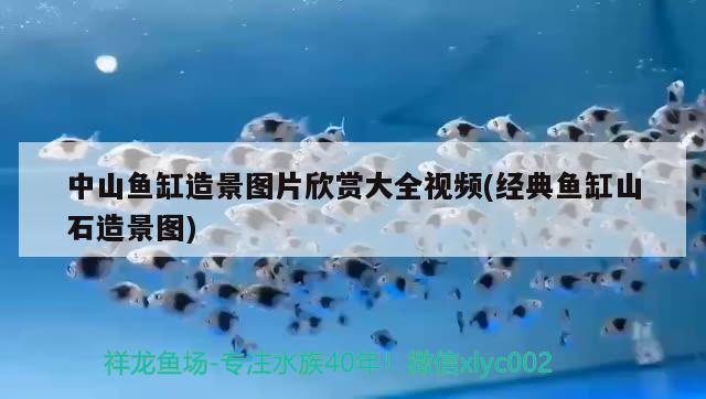 中山魚缸造景圖片欣賞大全視頻(經(jīng)典魚缸山石造景圖) 水族用品