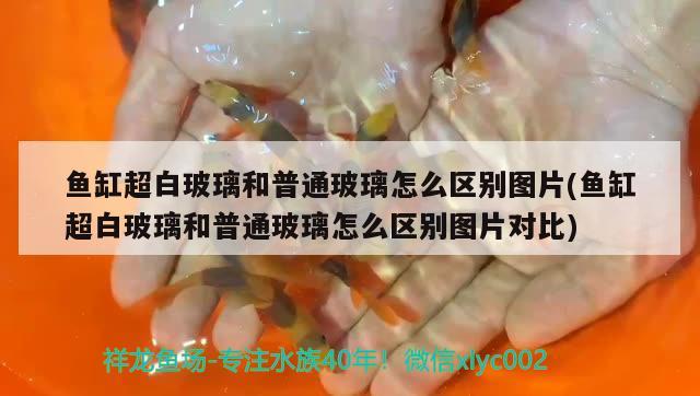 魚(yú)缸超白玻璃和普通玻璃怎么區(qū)別圖片(魚(yú)缸超白玻璃和普通玻璃怎么區(qū)別圖片對(duì)比)