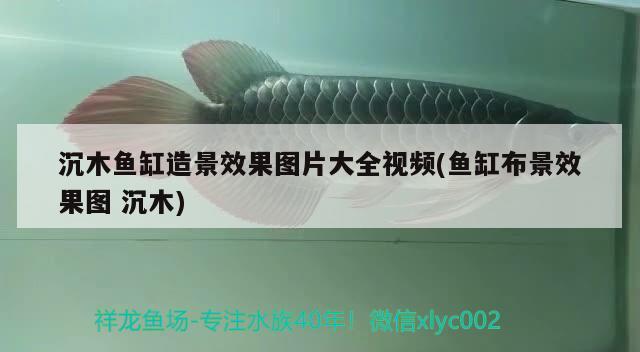 沉木魚缸造景效果圖片大全視頻(魚缸布景效果圖沉木) 恐龍王魚