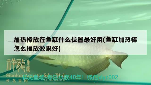 加熱棒放在魚缸什么位置最好用(魚缸加熱棒怎么擺放效果好) 祥龍水族護(hù)理水