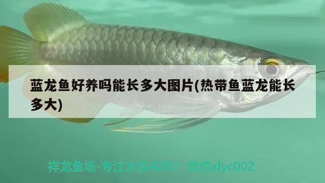 藍(lán)龍魚好養(yǎng)嗎能長多大圖片(熱帶魚藍(lán)龍能長多大) 丹頂錦鯉魚