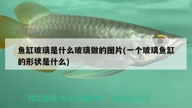 魚缸玻璃是什么玻璃做的圖片(一個(gè)玻璃魚缸的形狀是什么) 白子關(guān)刀魚