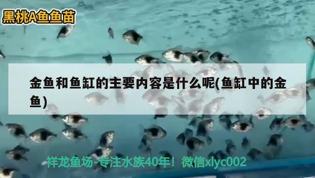 金魚和魚缸的主要內(nèi)容是什么呢(魚缸中的金魚) 充氧泵