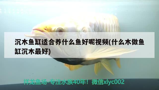 沉木魚缸適合養(yǎng)什么魚好呢視頻(什么木做魚缸沉木最好) 大白鯊魚