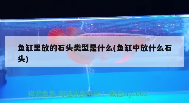 魚缸里放的石頭類型是什么(魚缸中放什么石頭)