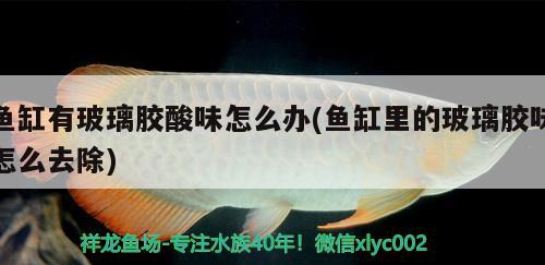 魚(yú)缸有玻璃膠酸味怎么辦(魚(yú)缸里的玻璃膠味怎么去除) 粗線銀版魚(yú)