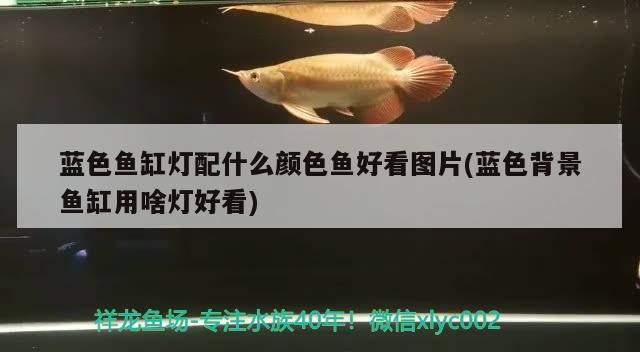 藍(lán)色魚缸燈配什么顏色魚好看圖片(藍(lán)色背景魚缸用啥燈好看) 綠皮辣椒小紅龍