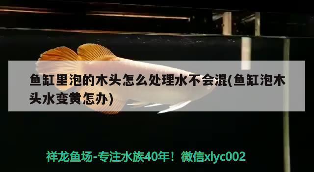 魚缸里泡的木頭怎么處理水不會(huì)混(魚缸泡木頭水變黃怎辦) 古典過背金龍魚