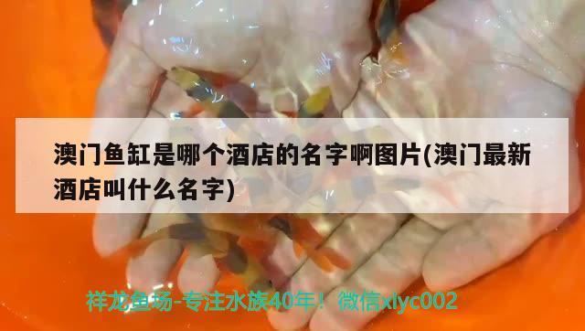 澳門魚缸是哪個酒店的名字啊圖片(澳門最新酒店叫什么名字) 肺魚