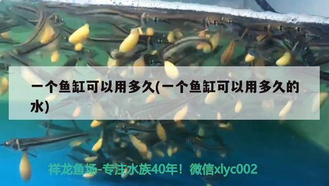 一個(gè)魚缸可以用多久(一個(gè)魚缸可以用多久的水) 白化巴西龜（白巴）